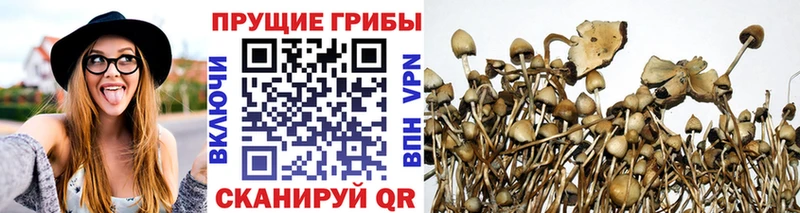 купить  цена  Москва  Псилоцибиновые грибы Psilocybine cubensis 